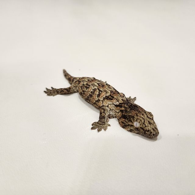 누아나