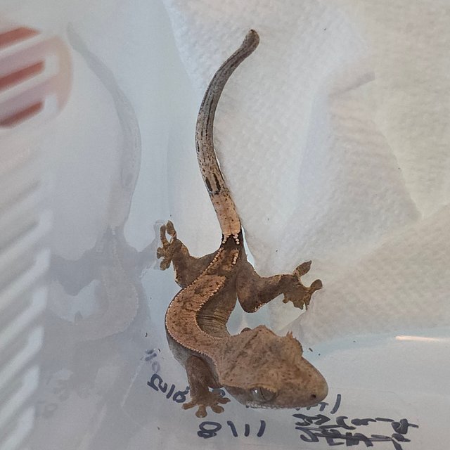 카푸치노 브린들