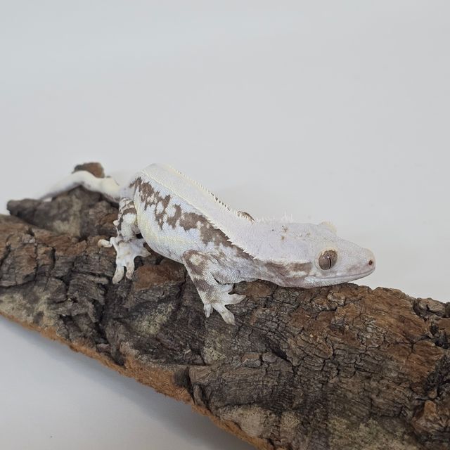 릴리화이트 풀핀 화이트