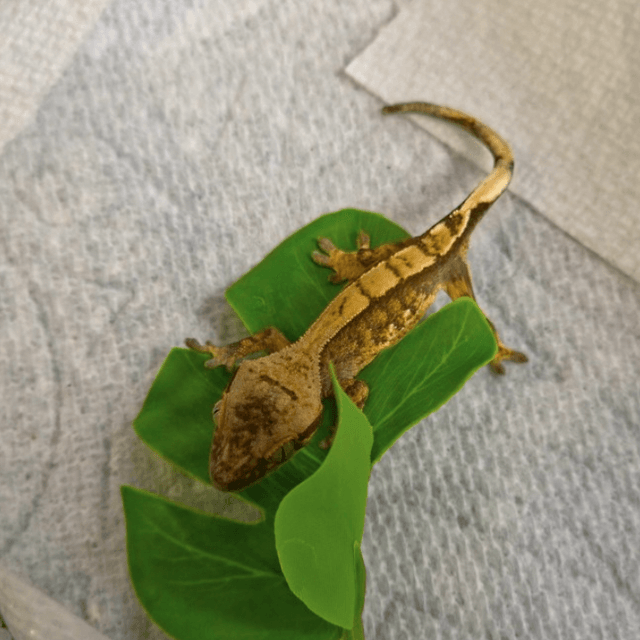 브린들 카푸치노 트라이 익스트림할리퀸