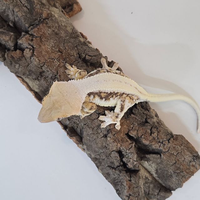 릴리화이트 트라이 풀핀