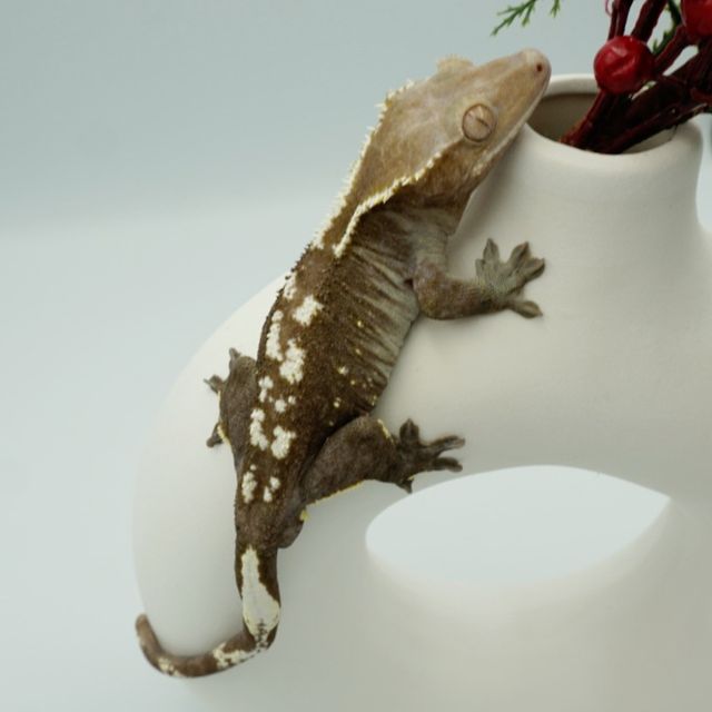 아잔틱 풀핀