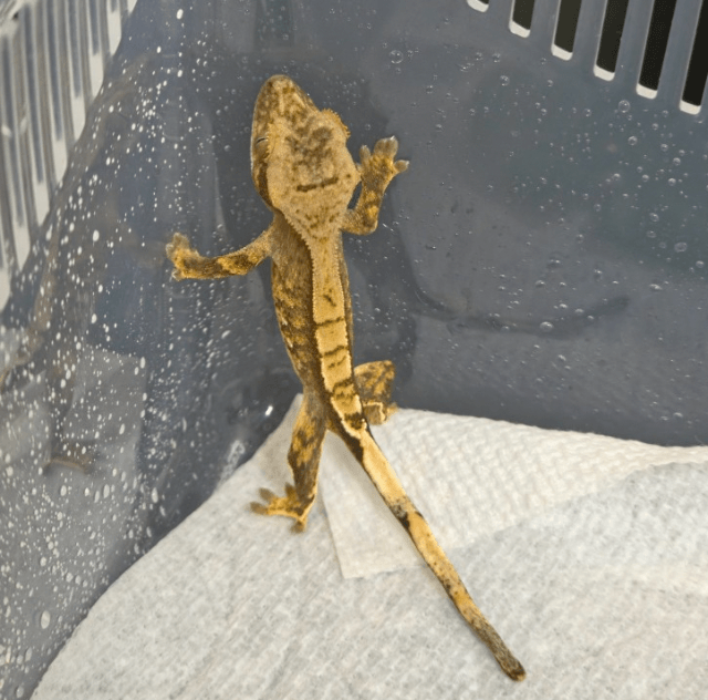 브린들 카푸치노 트라이 익스트림할리퀸