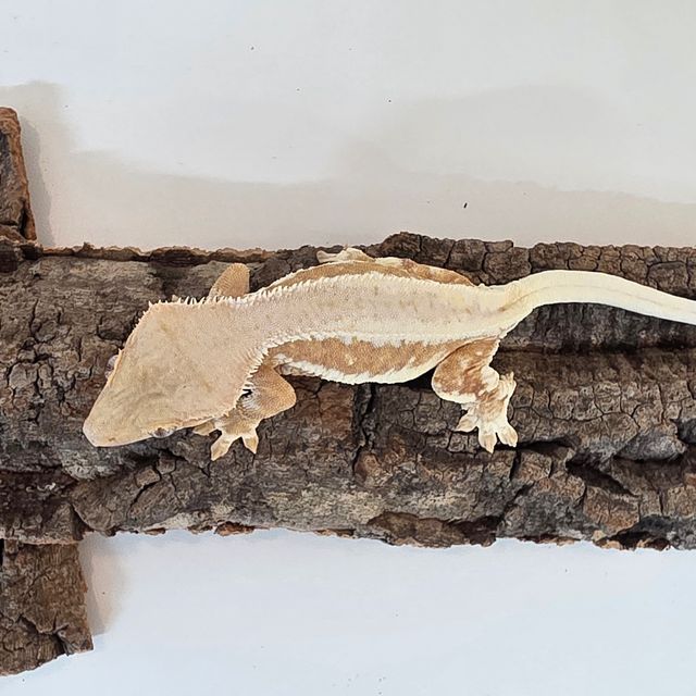 릴리화이트 풀핀 크림시클