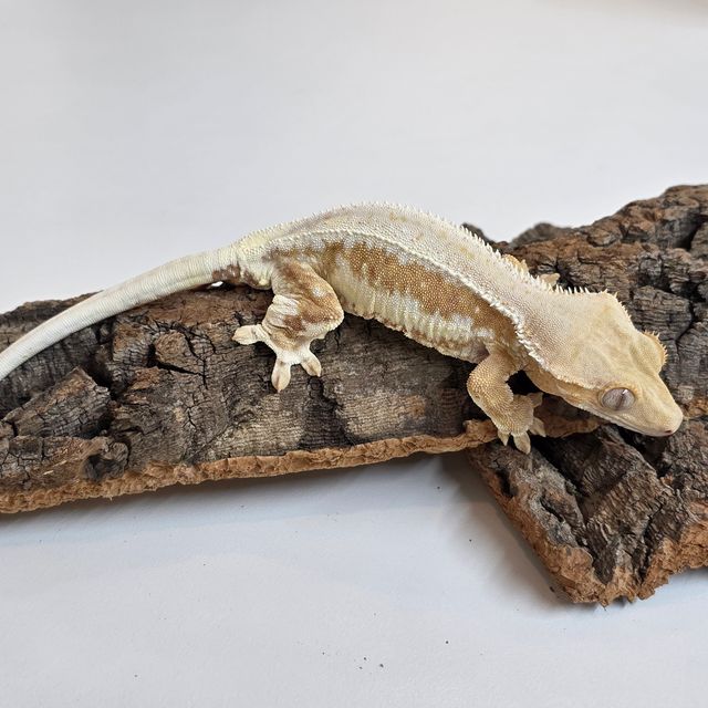 릴리화이트 풀핀 크림시클