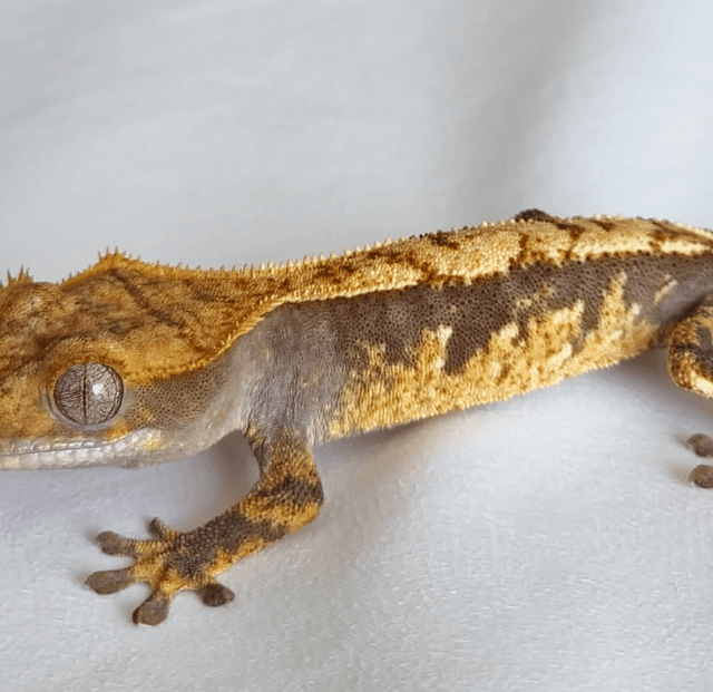 노멀 브린들 화이트포트홀