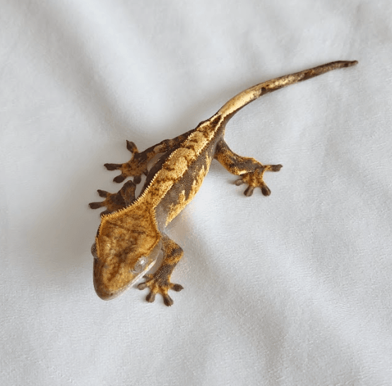 노멀 브린들 화이트포트홀