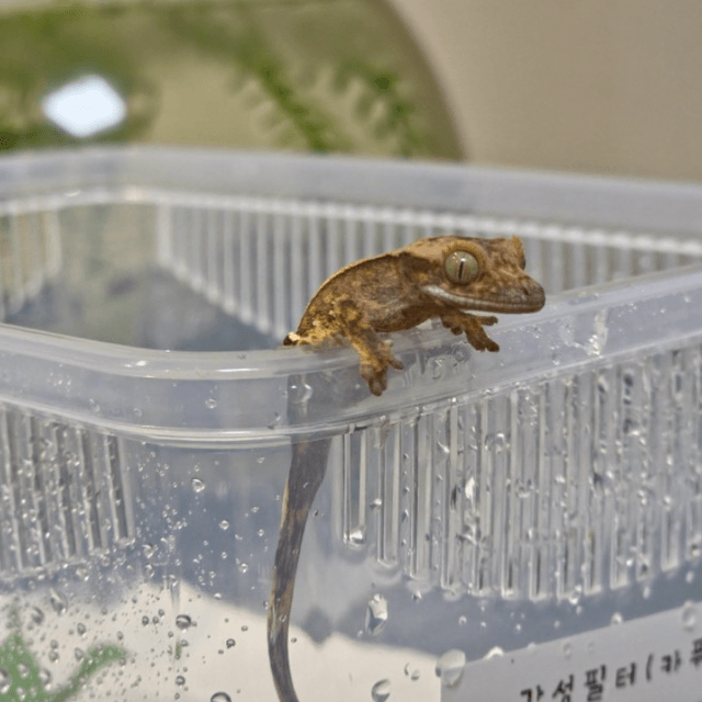 브린들 카푸치노 트라이 익스트림할리퀸