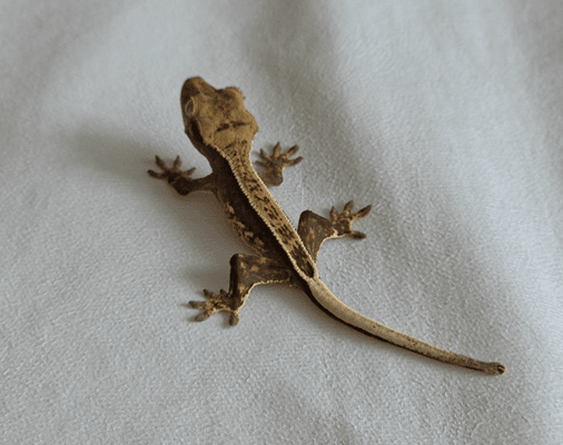 카푸치노 풀핀 엠티백 화이트포트홀