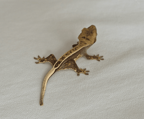 카푸치노 풀핀 엠티백 화이트포트홀