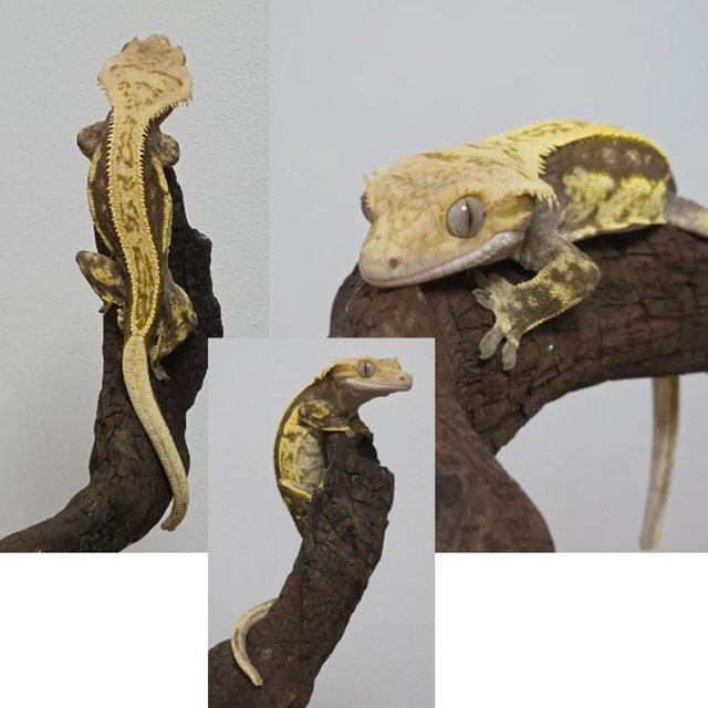 노멀 할리퀸 풀핀 브린들