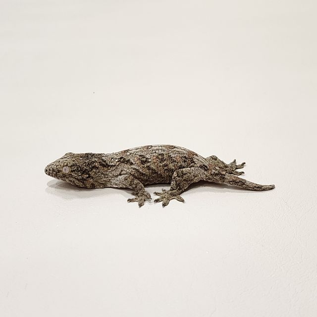 누아나 야테 코기스