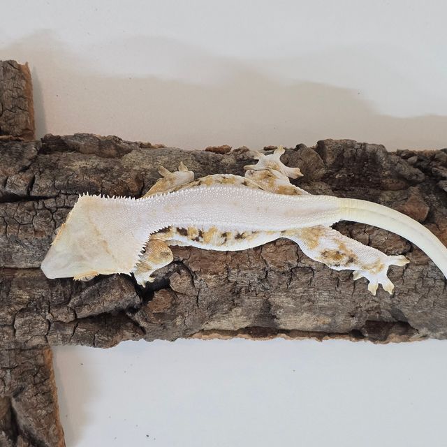 릴리화이트 솔리드백 트라이 풀핀