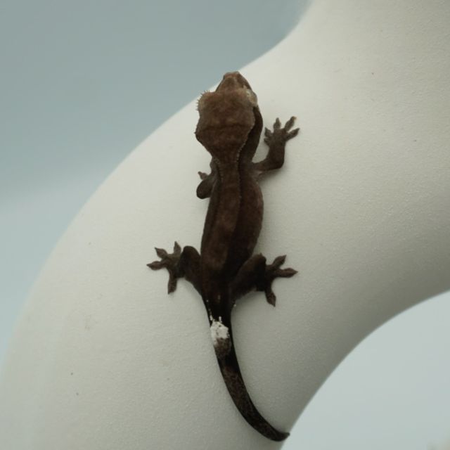 아잔틱