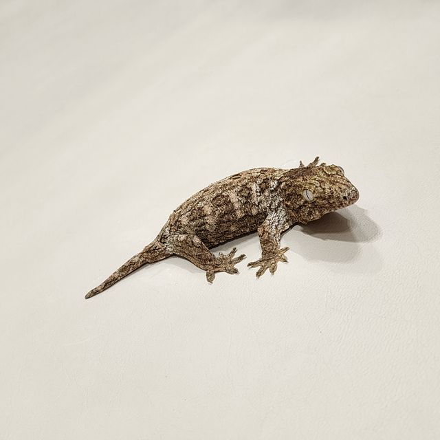 누아나