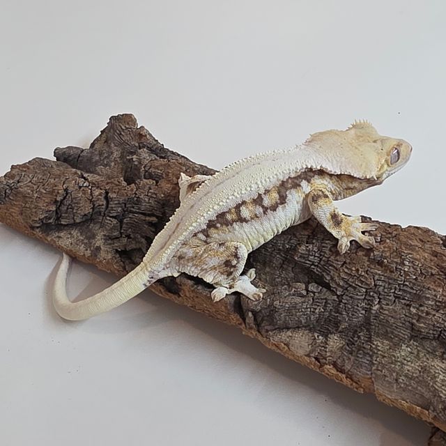 릴리화이트 트라이 풀핀