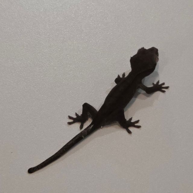 아잔틱 패턴리스