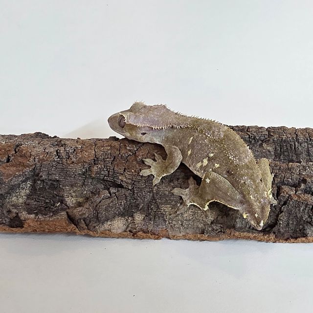 화이트포트홀 아잔틱