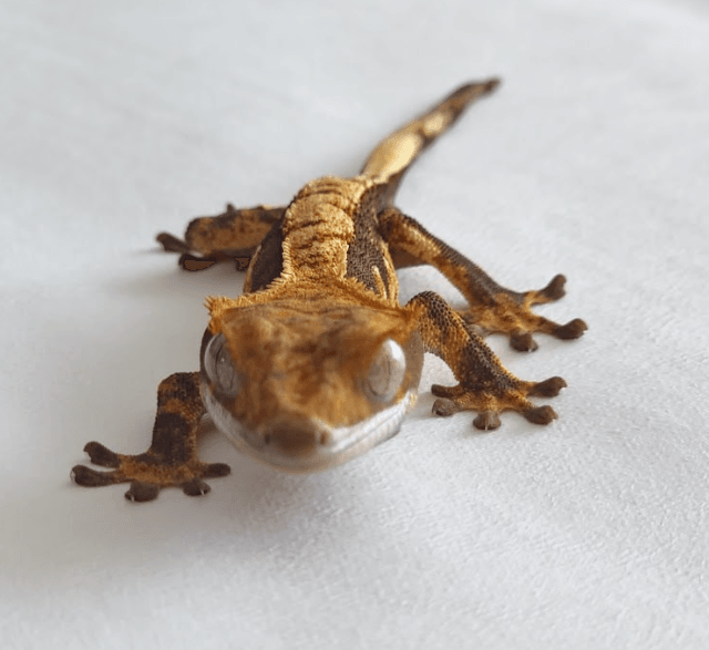 노멀 브린들 화이트포트홀