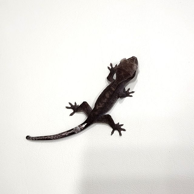 아잔틱 패턴리스