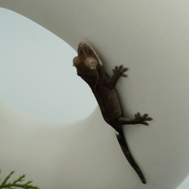아잔틱