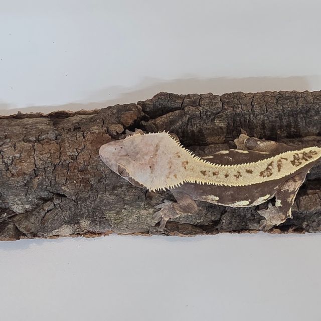 100%헷아잔틱 풀핀