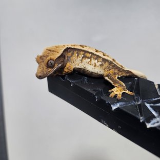 노멀 익스트림할리퀸