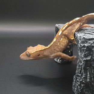 100%헷아잔틱 카푸치노