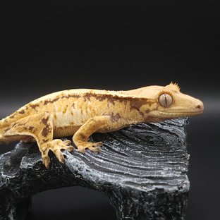 노멀 익스트림할리퀸