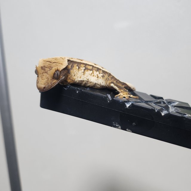 노멀 익스트림할리퀸