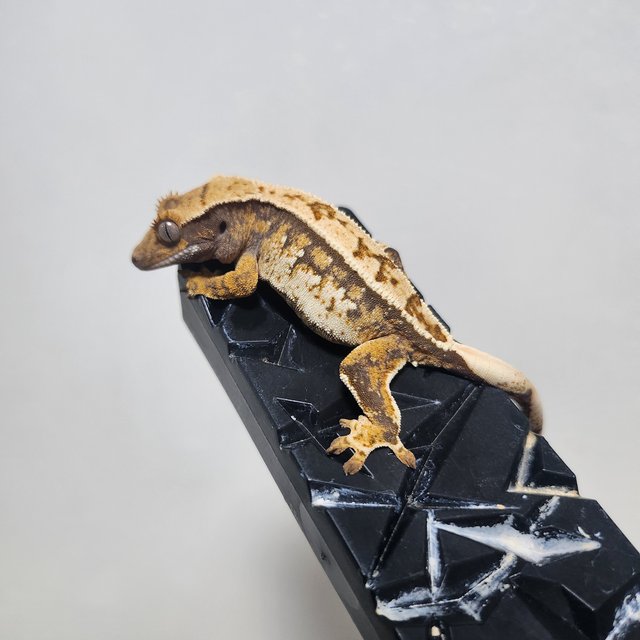 노멀 익스트림할리퀸