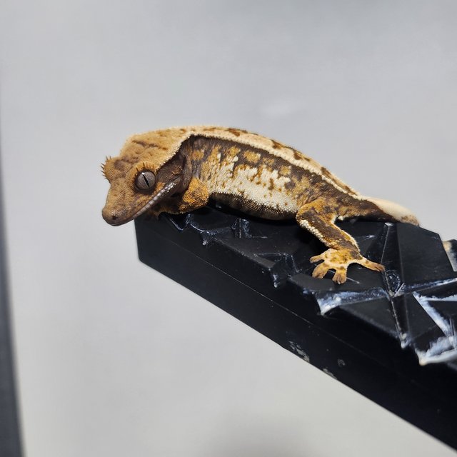 노멀 익스트림할리퀸