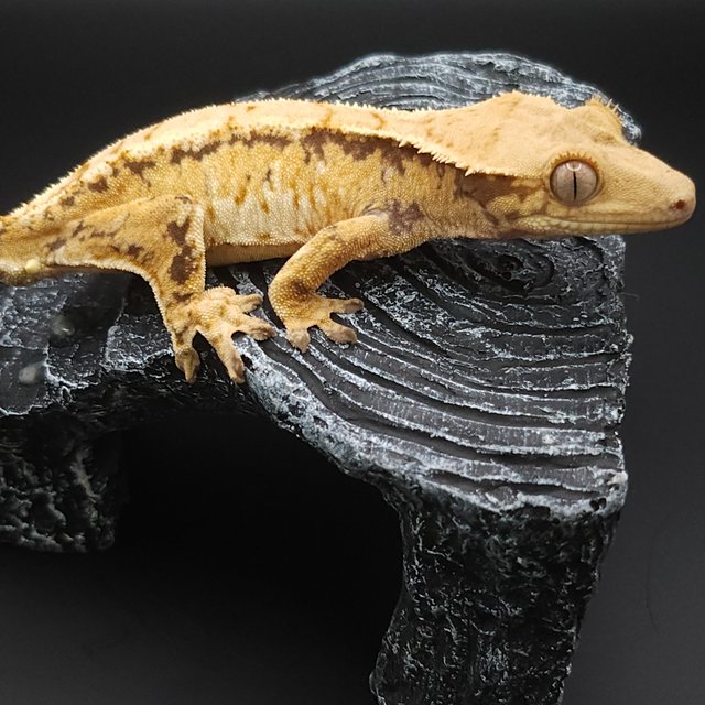 노멀 익스트림할리퀸