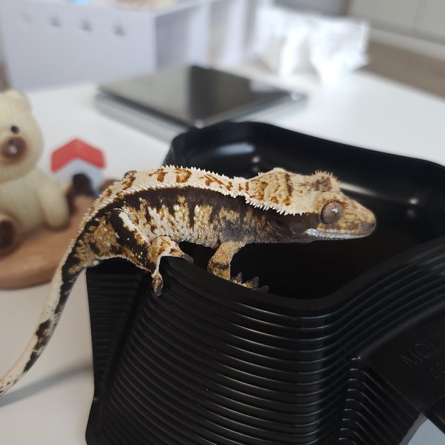 트라이 익스트림할리퀸