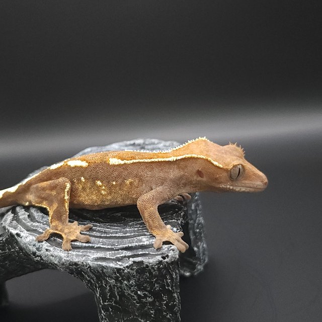 100%헷아잔틱 카푸치노