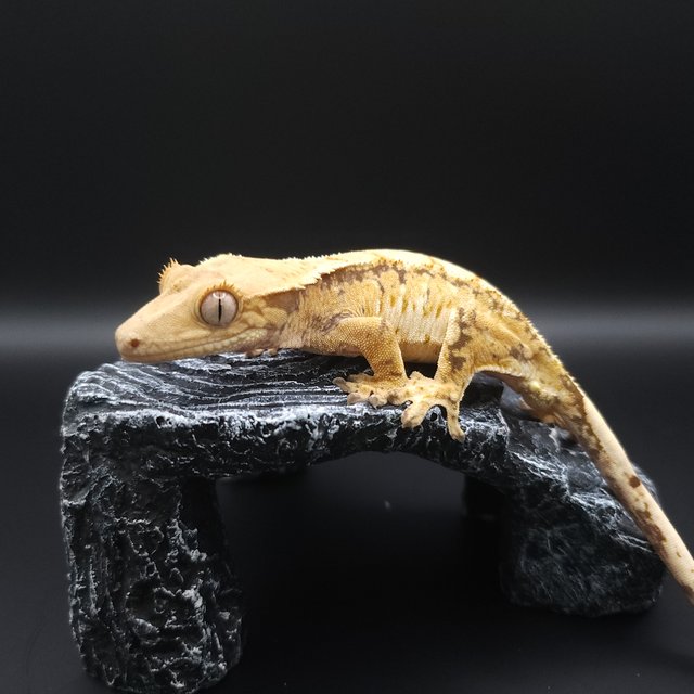 노멀 익스트림할리퀸