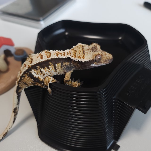 트라이 익스트림할리퀸