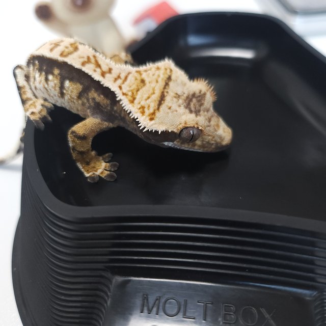 트라이 익스트림할리퀸