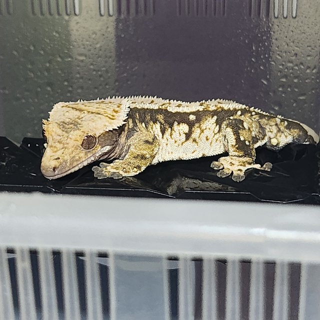 노멀 익스트림할리퀸