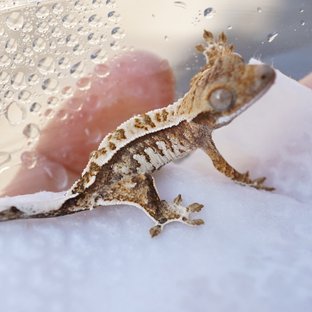 노멀 트라이 익스트림할리퀸