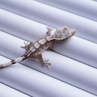 아잔틱