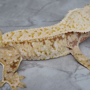 노멀 화이트스팟 레드 익스트림할리퀸