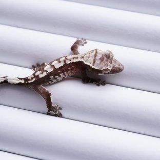 아잔틱