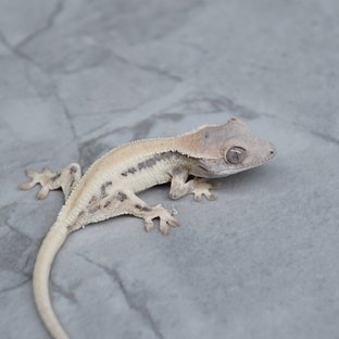 세이블 릴리화이트 릴리 세이블