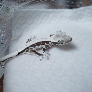 릴잔틱 아잔틱 릴리화이트