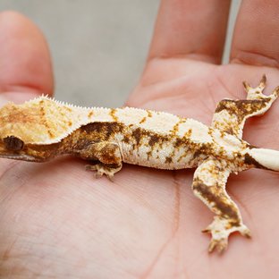 릴리화이트 노멀 트라이 익스트림할리퀸 화이트