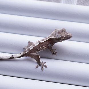 아잔틱