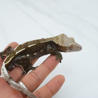 지잔