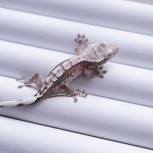 아잔틱