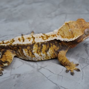 트라이 익스트림할리퀸